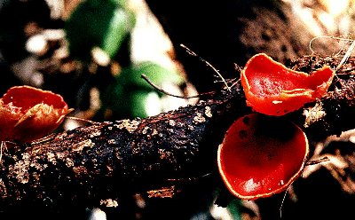 Sacroscypha coccinea