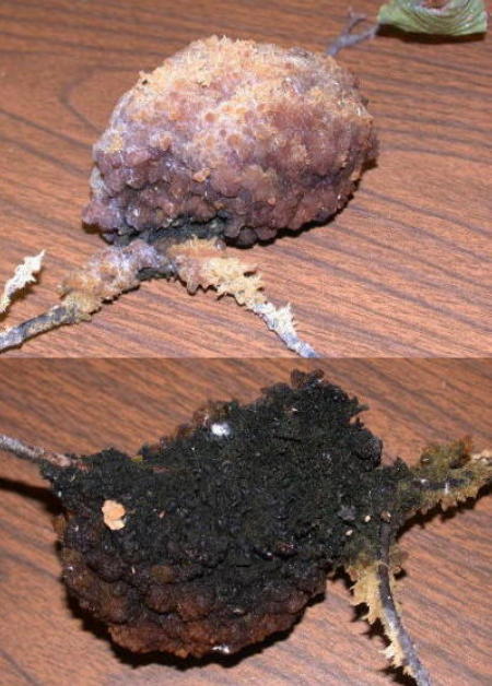 Scorias spongiosa on a beech twig--top picture is younger specimen, bottom is older specimen