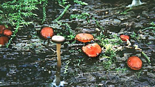 Scutellinia scutellata fruiting bodies