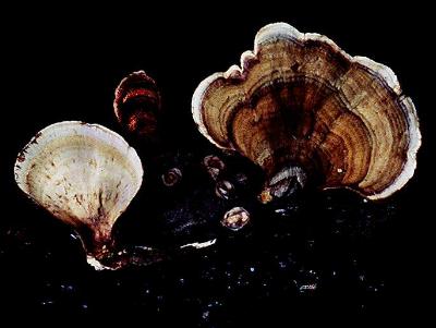 the false turkey tail, Stereum ostrea