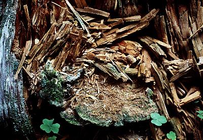 brown rot behind a specimen