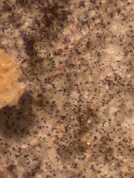 Stachybotrys on drywall, under dissecting microscope