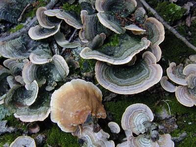 Stereum ostrea, the false turkey tail fungus