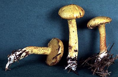 Suillus americanus, photo by Hal Burdsall