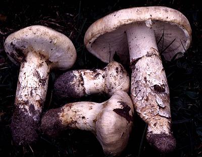 Tricholoma magnivelare, the American matsutake mushroom