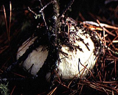 matsutake poking through the duff