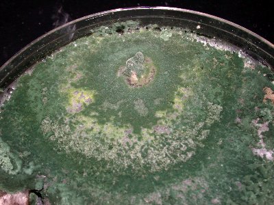 dark green Trichoderma culture