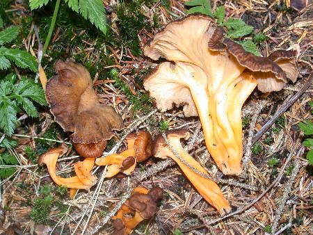 European Craterellus tubaeformis from Slovenia