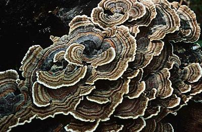 You're missing a beautiful Trametes versicolor picture