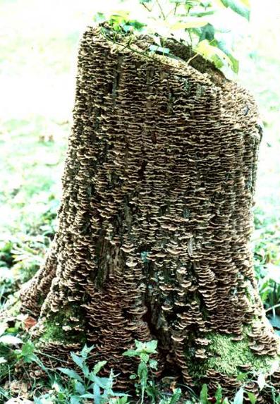 Trametes versicolor covering a stump