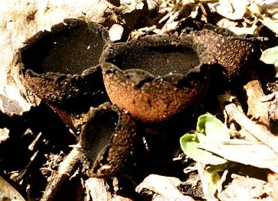 Urnula craterium, the black tulip fungus