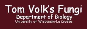 Tom Volk's Fungi--link to UW-La Crosse Biology Department