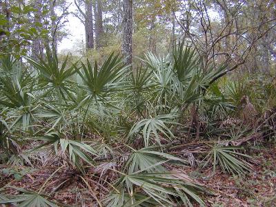 Wakulla Springs area, site of the Florida 2000 NAMA regional foray