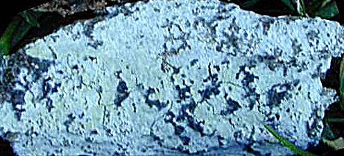 Hyphoderma puberum