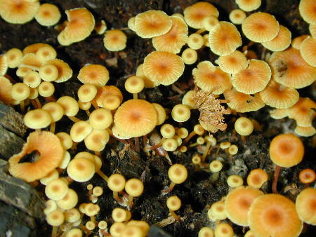 Xeromphalina kauffmanii, the cross-veined troop mushroom