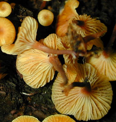 Xeromphalina gills with cross-veins