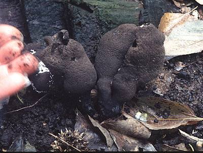 Xylaria polymorpha fruiting bodies